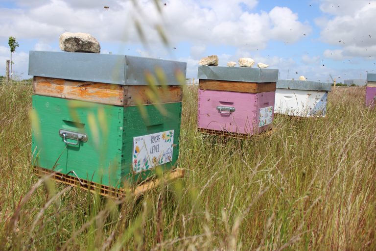 Beehives sponsored by CARAGUM